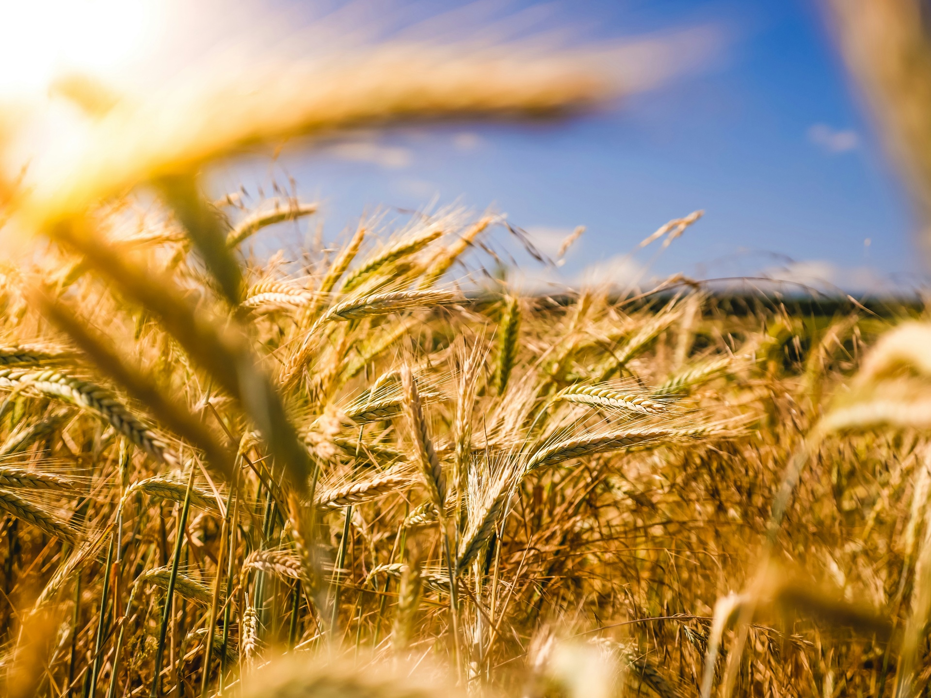 Golden wheat field under blue sky